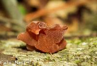 Auricularia auricula-judae image