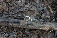 Trametes versicolor image