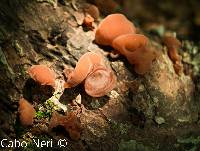 Auricularia auricula-judae image