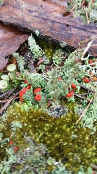 Cladonia didyma image