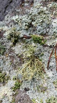 Usnea amblyoclada image