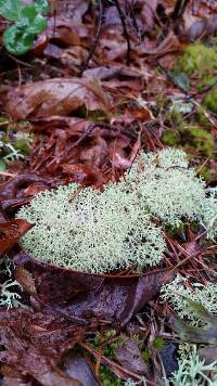 Cladonia subtenuis image