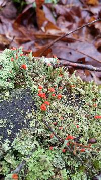 Cladonia didyma image