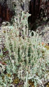 Cladonia squamosa image