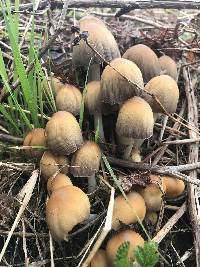 Coprinellus micaceus image