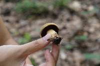 Boletus vermiculosoides image