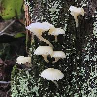 Lichenomphalia umbellifera image