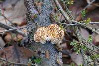 Polyporus alveolaris image