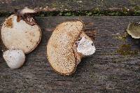 Fomitopsis betulina image