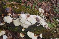 Laetiporus sulphureus image