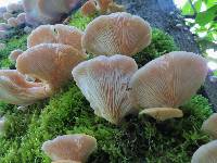 Pleurotus ostreatus image