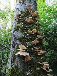 Pleurotus ostreatus image