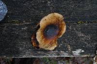 Image of Phellinus badius