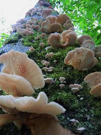 Pleurotus ostreatus image