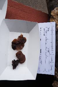 Auricularia auricula-judae image