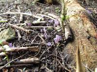 Clavaria zollingeri image