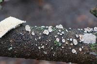 Schizophyllum commune image