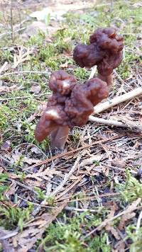 Gyromitra tasmanica image