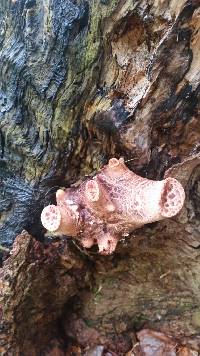 Polyporus squamosus image