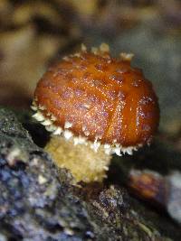 Hemistropharia albocrenulata image