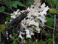 Lobaria pulmonaria image