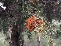 Gymnosporangium juniperi-virginianae image