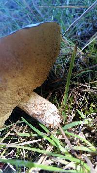 Suillus granulatus image