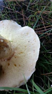 Suillus subacerbus image