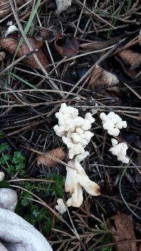 Clavulina rugosa image