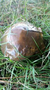 Suillus subacerbus image