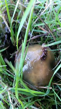 Suillus subacerbus image