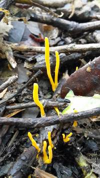 Image of Clavulinopsis amoena