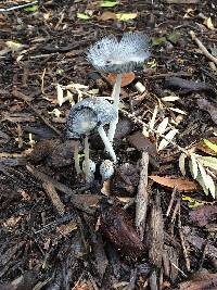 Coprinopsis lagopus image