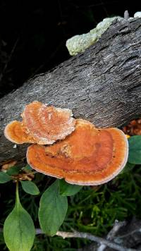 Pycnoporus coccineus image