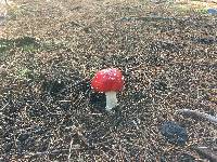 Amanita muscaria image