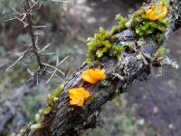 Tremella mesenterica image