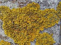 Xanthoria parietina var. parietina image