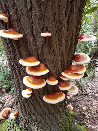 Ganoderma tsugae image