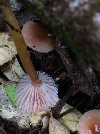 Hygrocybe laeta var. laeta image