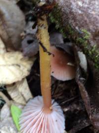 Hygrocybe laeta var. laeta image