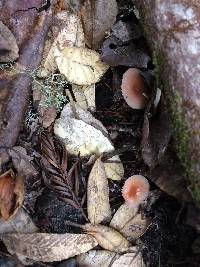 Hygrocybe laeta var. laeta image