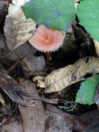 Hygrocybe laeta var. laeta image