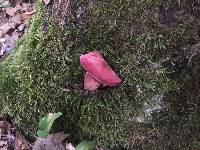 Fistulina hepatica image