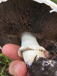 Agaricus xanthodermus image