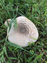 Agaricus xanthodermus image