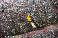 Tremella mesenterica image