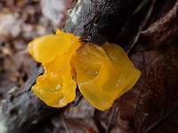 Tremella mesenterica image