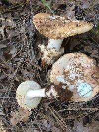 Amanita velosa image
