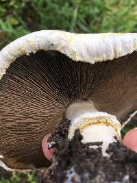 Agaricus xanthodermus image