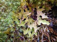 Lobaria pulmonaria image